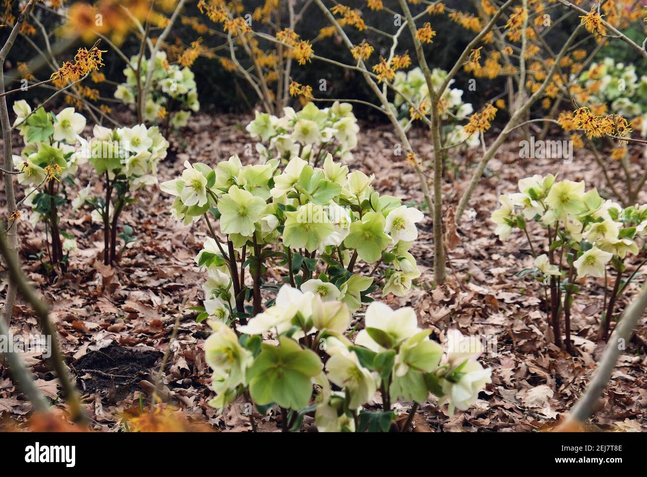 Weiße Hellebores, 'Ice N Roses White' oder fastenrose, in Blüte Stockfoto