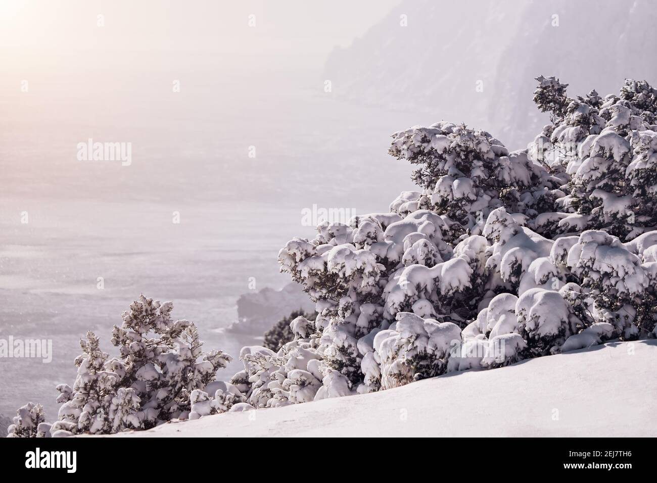 Wacholderzweige und Zapfen unter Schnee und Eis, an bewölkten verschneiten Tagen. Juniperus sp. Frostige Winterzeit nach Schneefall. Unendliche Schönheit der Natur Stockfoto