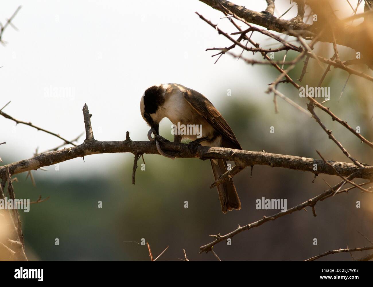 Ein Nördlicher Weißkronenwürger hat eine kleine Schlange gefangen und frisst sie in einem Dornenbaum. Dieses Mitglied der Familie der Garnelen fliegt in Herden umher Stockfoto