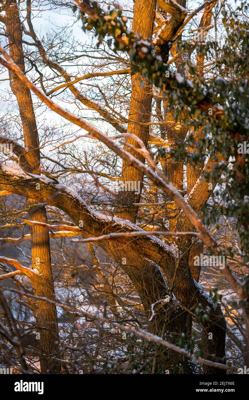 Schneebedeckte, verdrehte Baumstämme fangen warmes Sonnenaufgangslicht an Die Hügel Hang in Großbritannien Stockfoto
