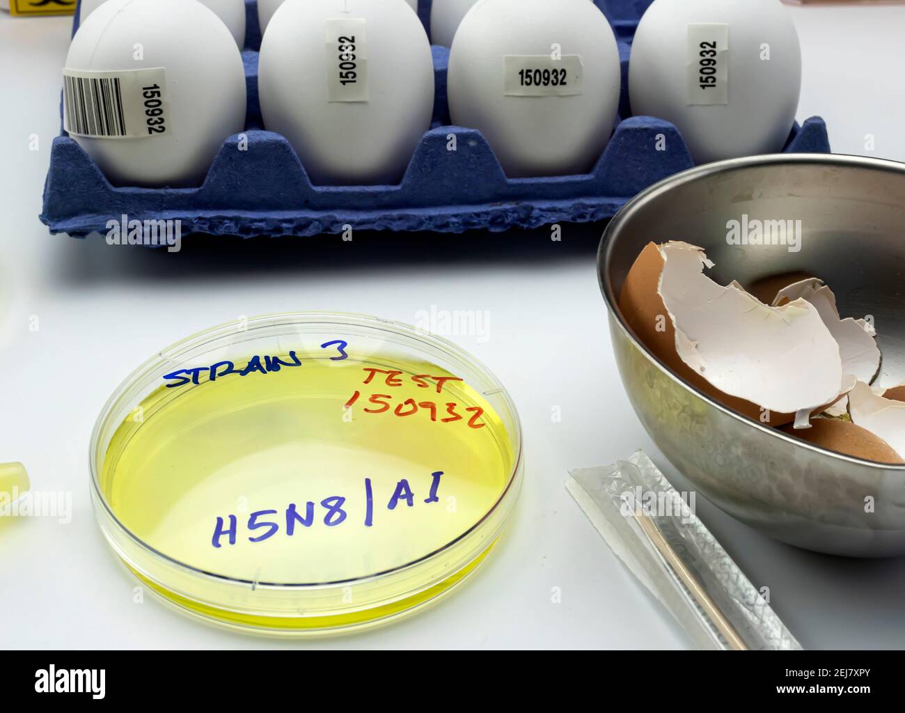 Neuer Stamm von H5N8 Vogelgrippe infiziert in Menschen, Petrischale mit Proben, konzeptuelles Bild Stockfoto