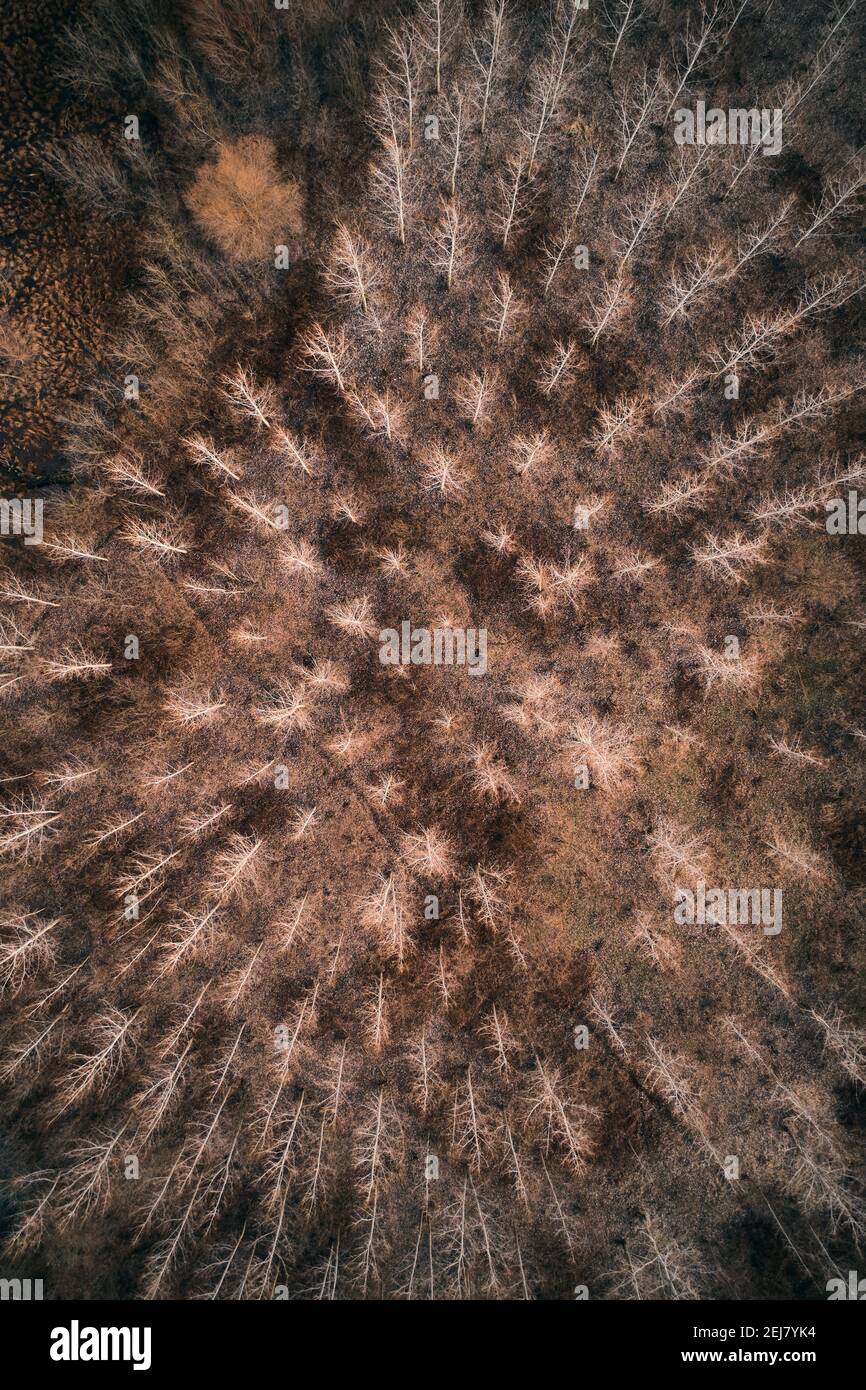 Draufsicht auf Laubbaumholzwald von Drohne pov in Winternachmittag Stockfoto