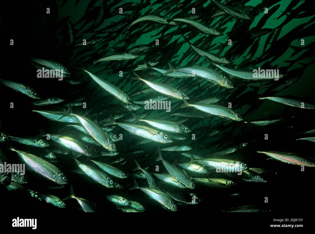 Makrele (Trachurus trachurus) Schwarm beim Schwimmen in der Nähe des Ufers, Großbritannien. Stockfoto