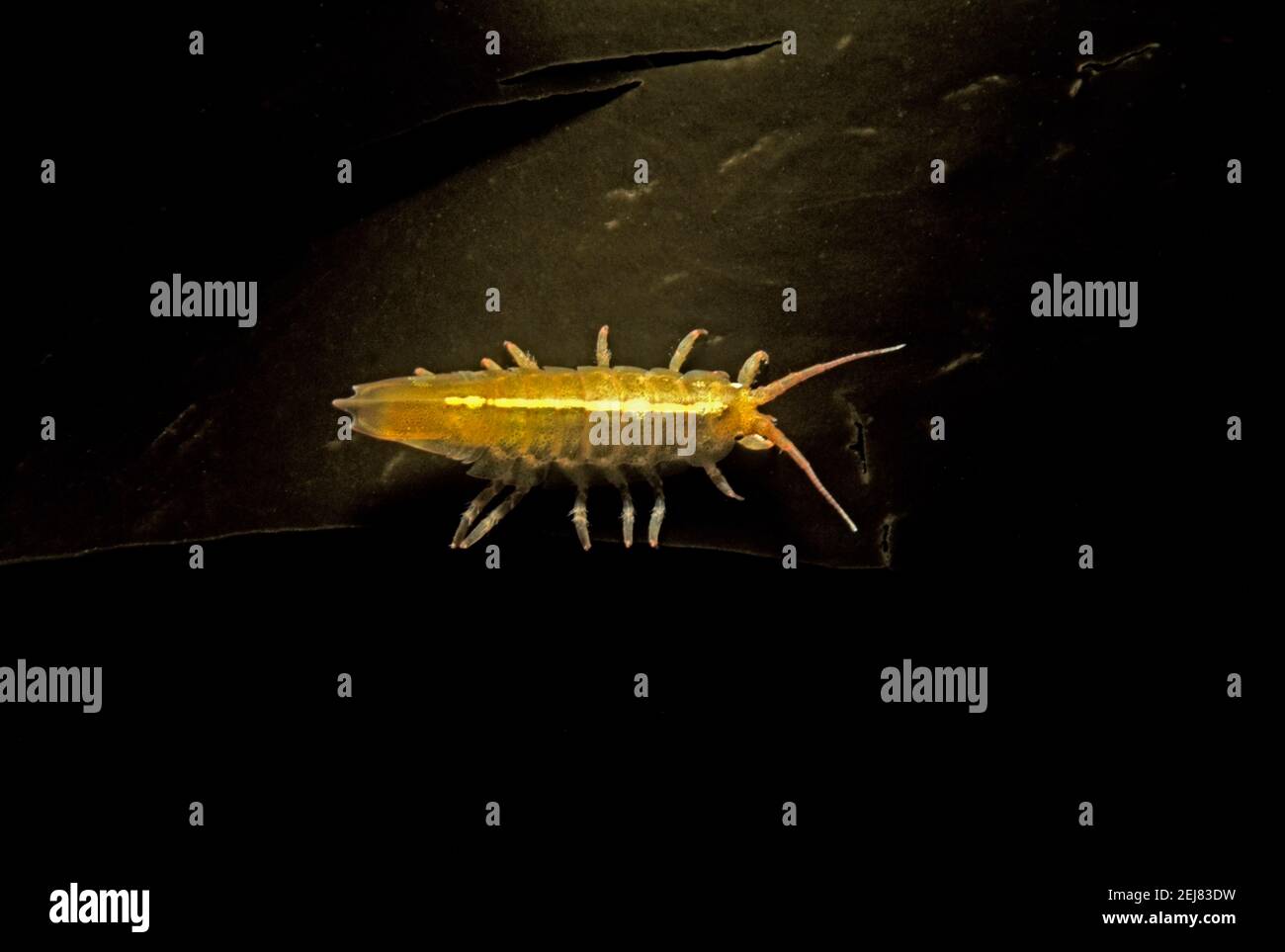 Eine Meeresisopode (Idotea balthica) auf der Seite von Seetang (Laminaria hyperborea) unter Wasser, Großbritannien. Stockfoto