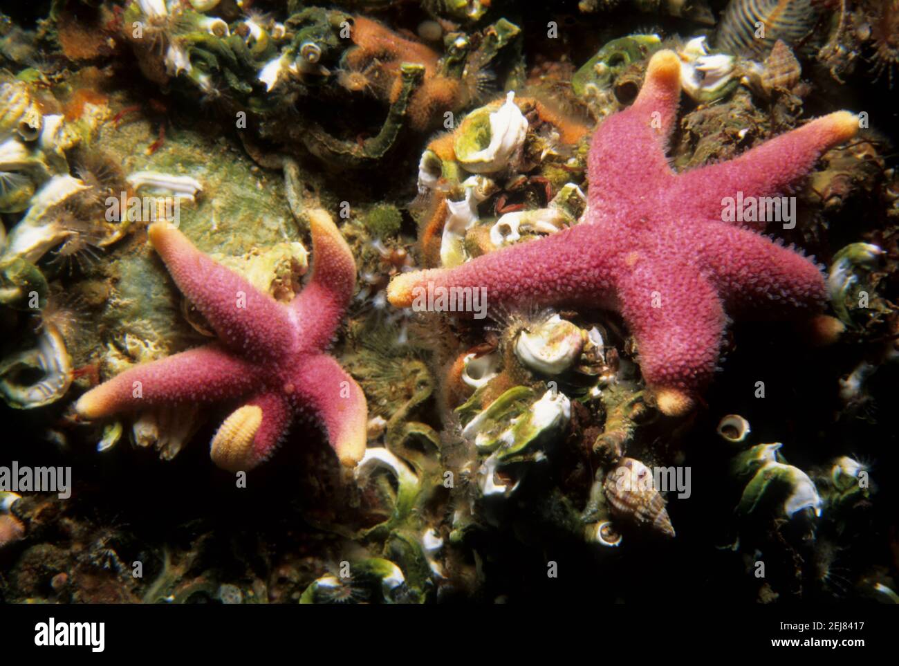 Bloody henry Seesterne (Henricia oculata) Paar auf einer felsigen Unterwasser-Oberfläche, großbritannien. Stockfoto