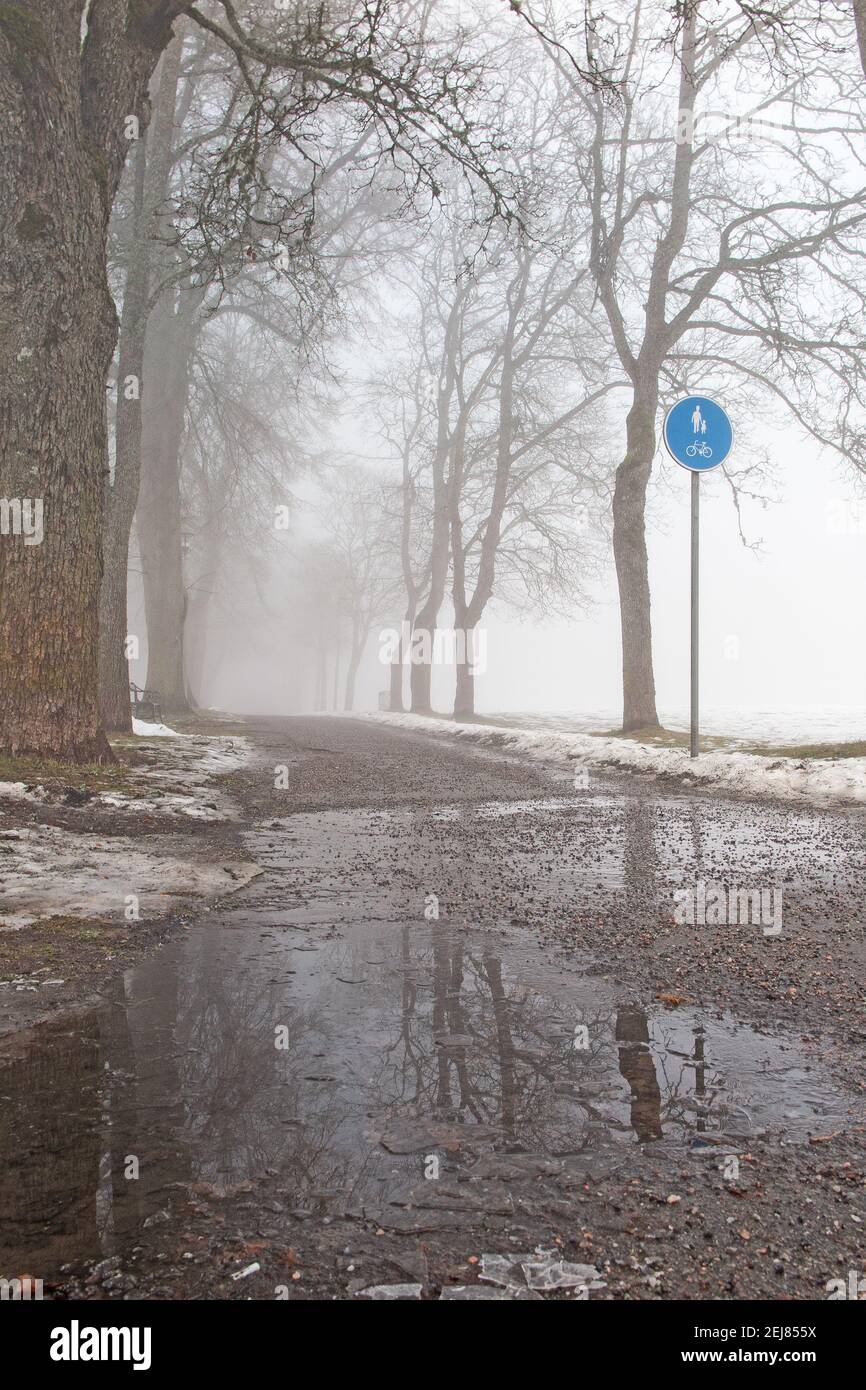 Bäume im Winternebel. Malmkoping schweden Foto: Bo Arrhed Stockfoto