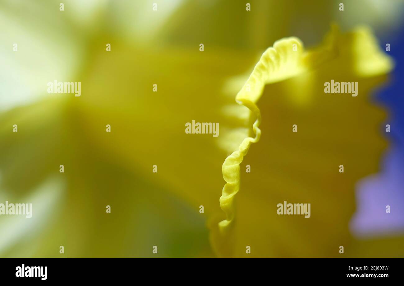 Abstrakte gelbe Narzissenblume im englischen Garten Stockfoto