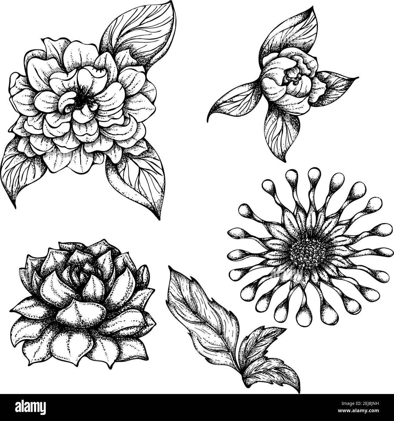 Vektorgrafik mit handgezeichneter Tinte. Set mit verschiedenen Arten von exotischen Blumen. Monochrome Darstellung isoliert auf weißem Hintergrund Stock Vektor