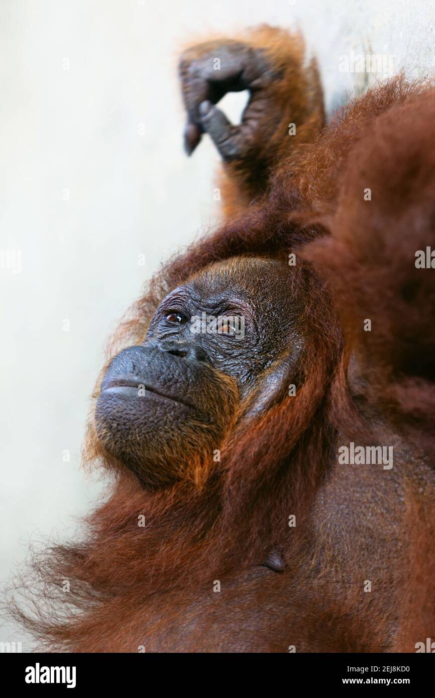 Wild bornesischen Orang-utan im Semenggoh Nature Reserve, Wildlife Rehabilitation Centre in Kuching. Orang-utans sind vom Aussterben bedrohten Menschenaffen bewohnen Regenwälder o Stockfoto