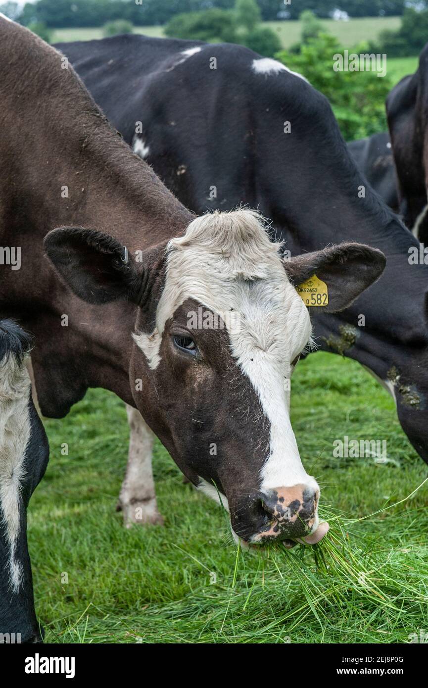 Milchkuh, die Gras frisst Stockfoto