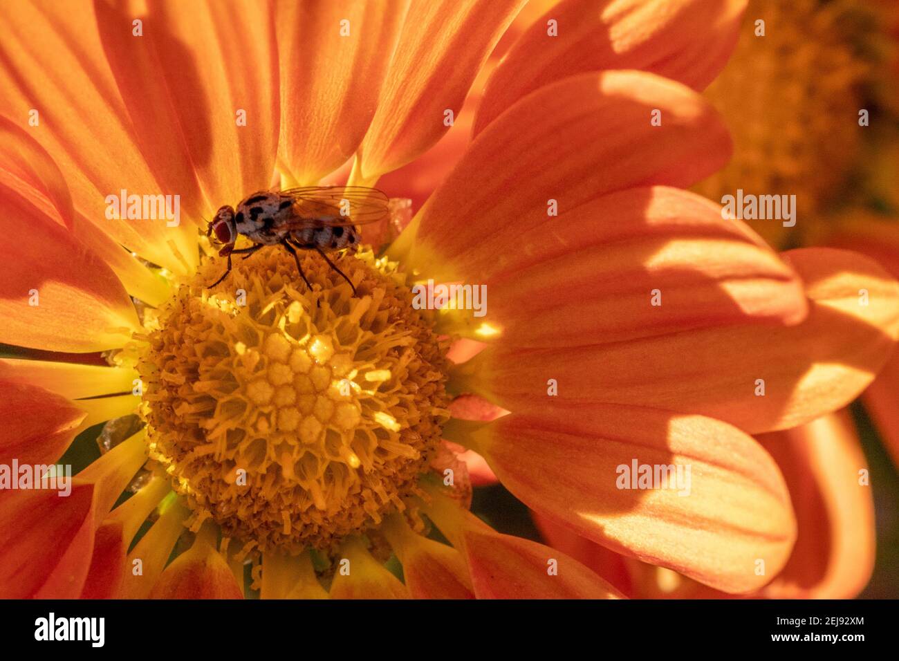 Anthoyia procellaris, Root-Maggot Fliegen Sie auf einer Dianthus caryophyllus Blume Stockfoto