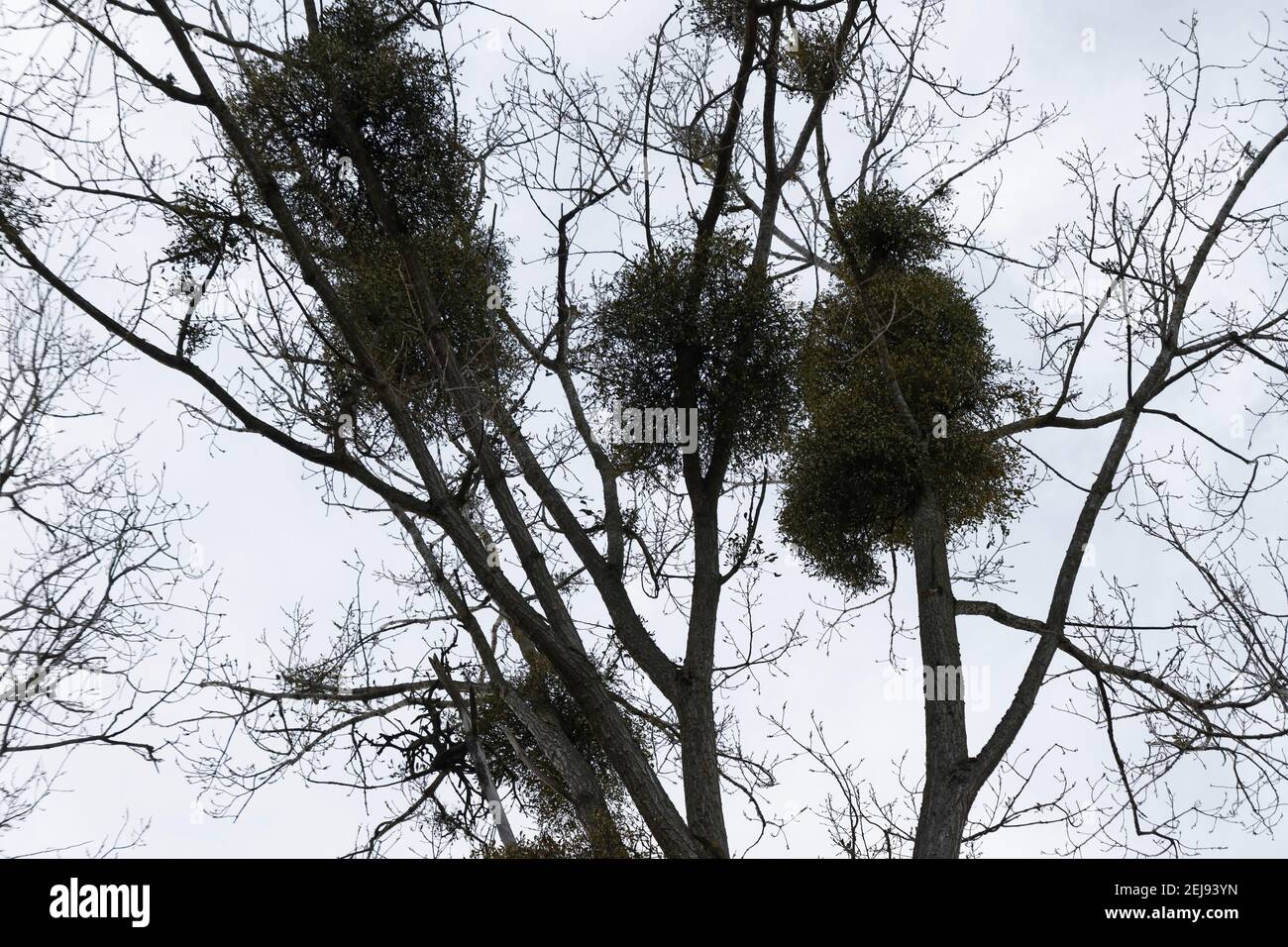 RIS-Orangis, France,21th. Feb, 2021.die Mistel befindet sich entlang der Rû-l'Ecoute s'il pleut- in der Nähe der nationalen 7 in RIS-Orangis, Frankreich. Stockfoto