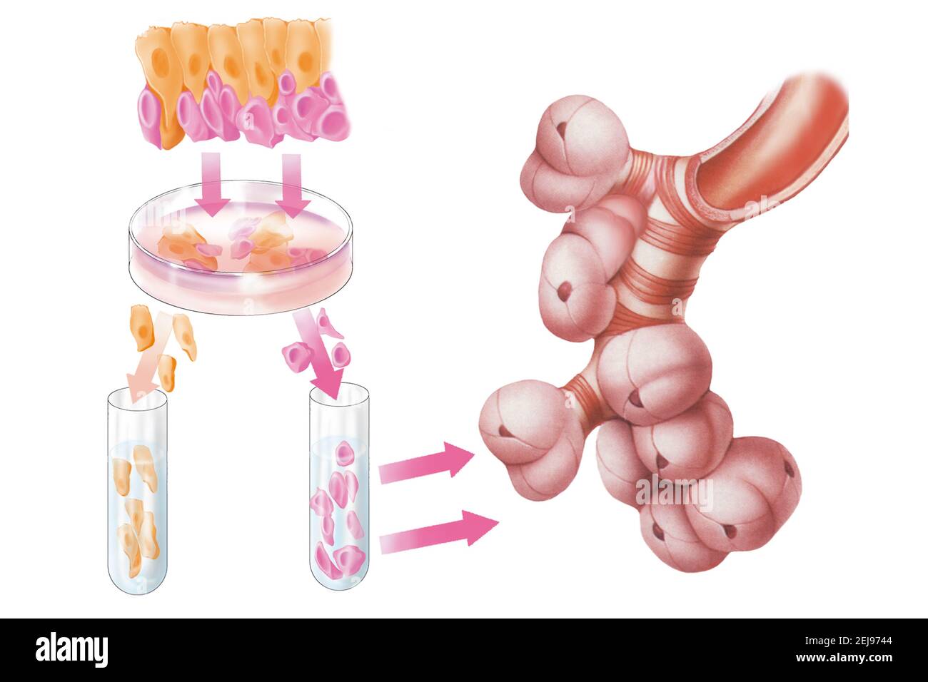 Zelltherapie, Abbildung Stockfoto