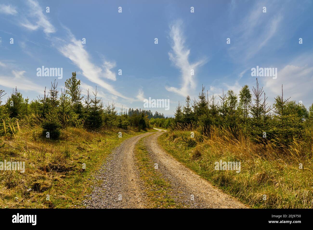 Einsamer Waldweg im Sauerland Stockfoto