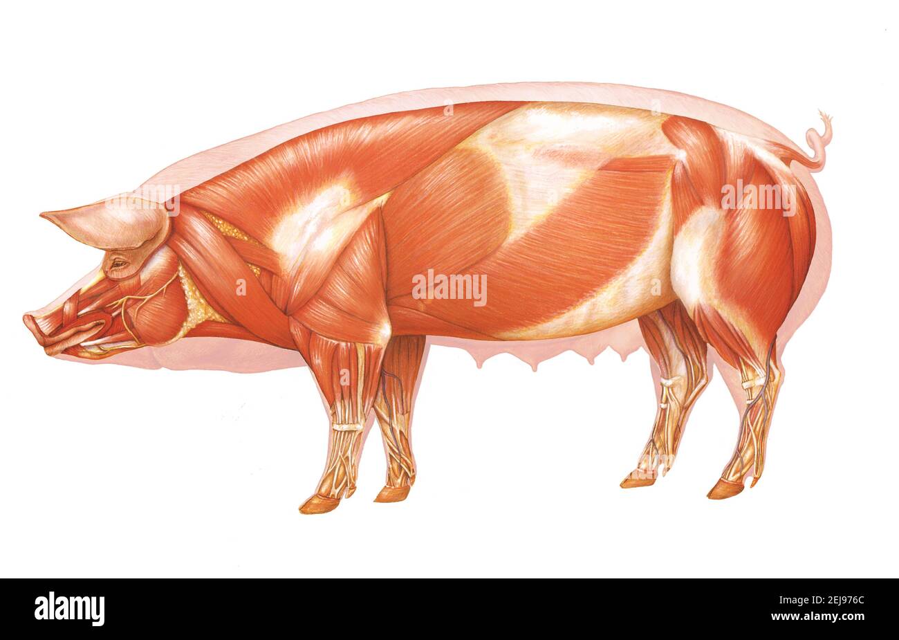 Anatomie des Schweins, zeichnen Stockfoto