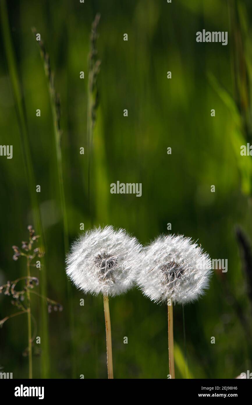 Garten in der normandie, frankreich Stockfoto