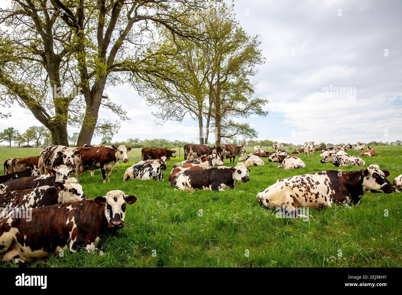 Kühe in eure, frankreich Stockfoto