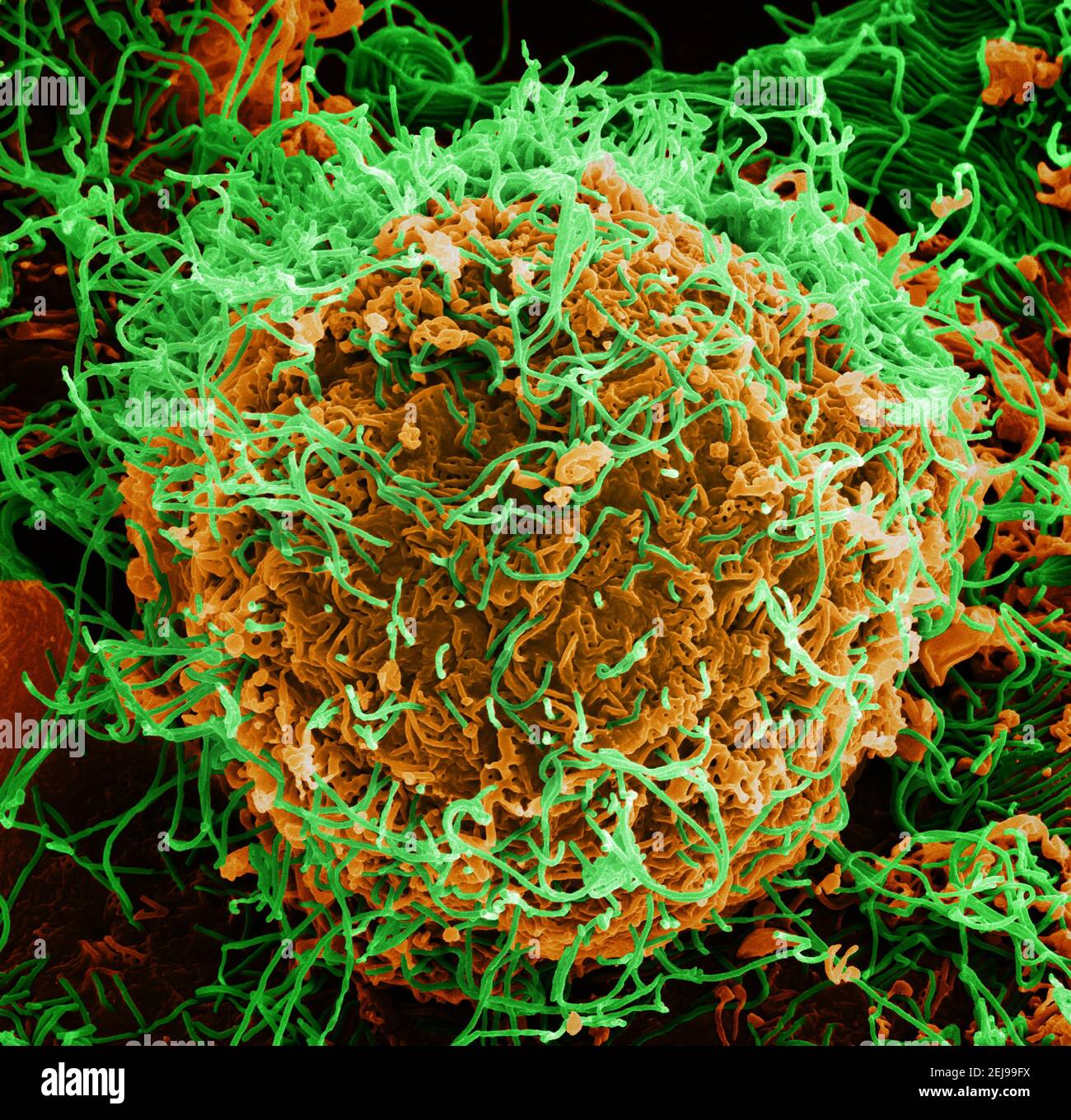 Ebola-Virus-Partikel Stockfoto