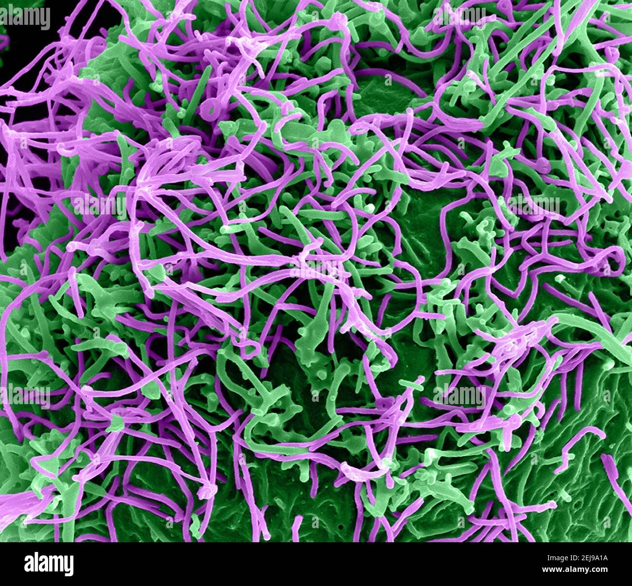 Ebola-Virus-Partikel Stockfoto