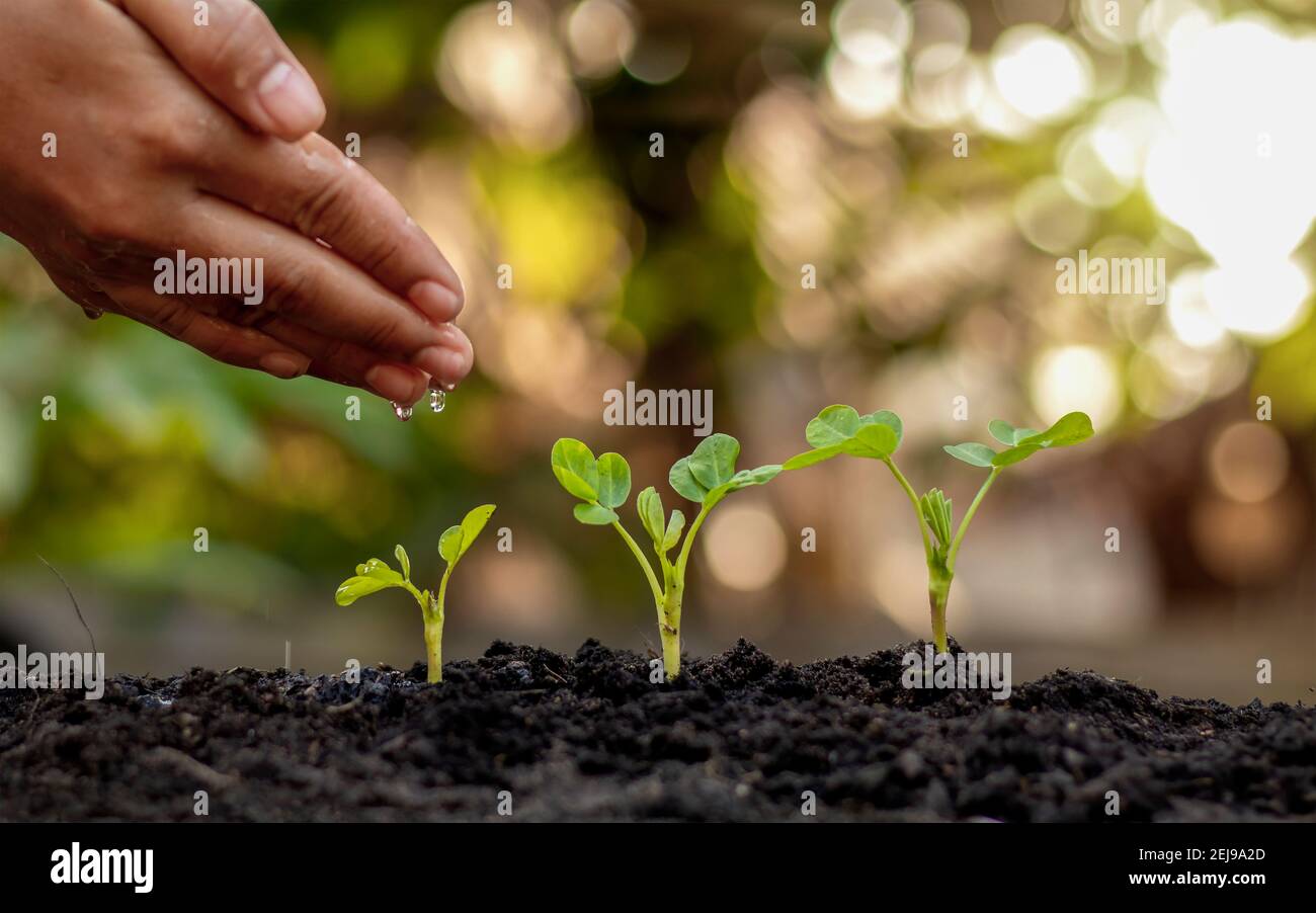 Anbau von Kulturpflanzen auf fruchtbarem Boden und Bewässerung von Pflanzen, einschließlich der Darstellung von Stadien des Pflanzenwachstums, Anbaukonzepte und Investitionen für Landwirte. Stockfoto