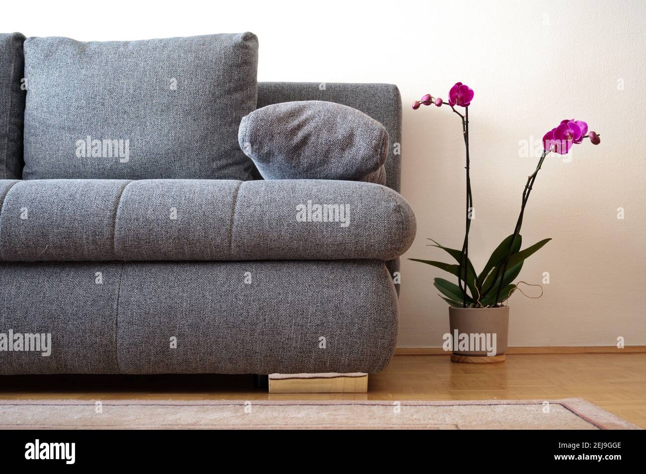 Teil des grauen Sofas im Wohnzimmer mit Topflila Orchidee daneben Stockfoto