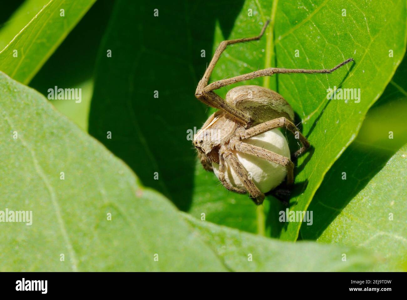 Baumschule Netz Spinne (Pisaura mirabilis) weiblich hält ihre Eiersack in der Sonne Eier Entwicklung zu beschleunigen, Wiltshire Garten, Großbritannien, Mai. Stockfoto