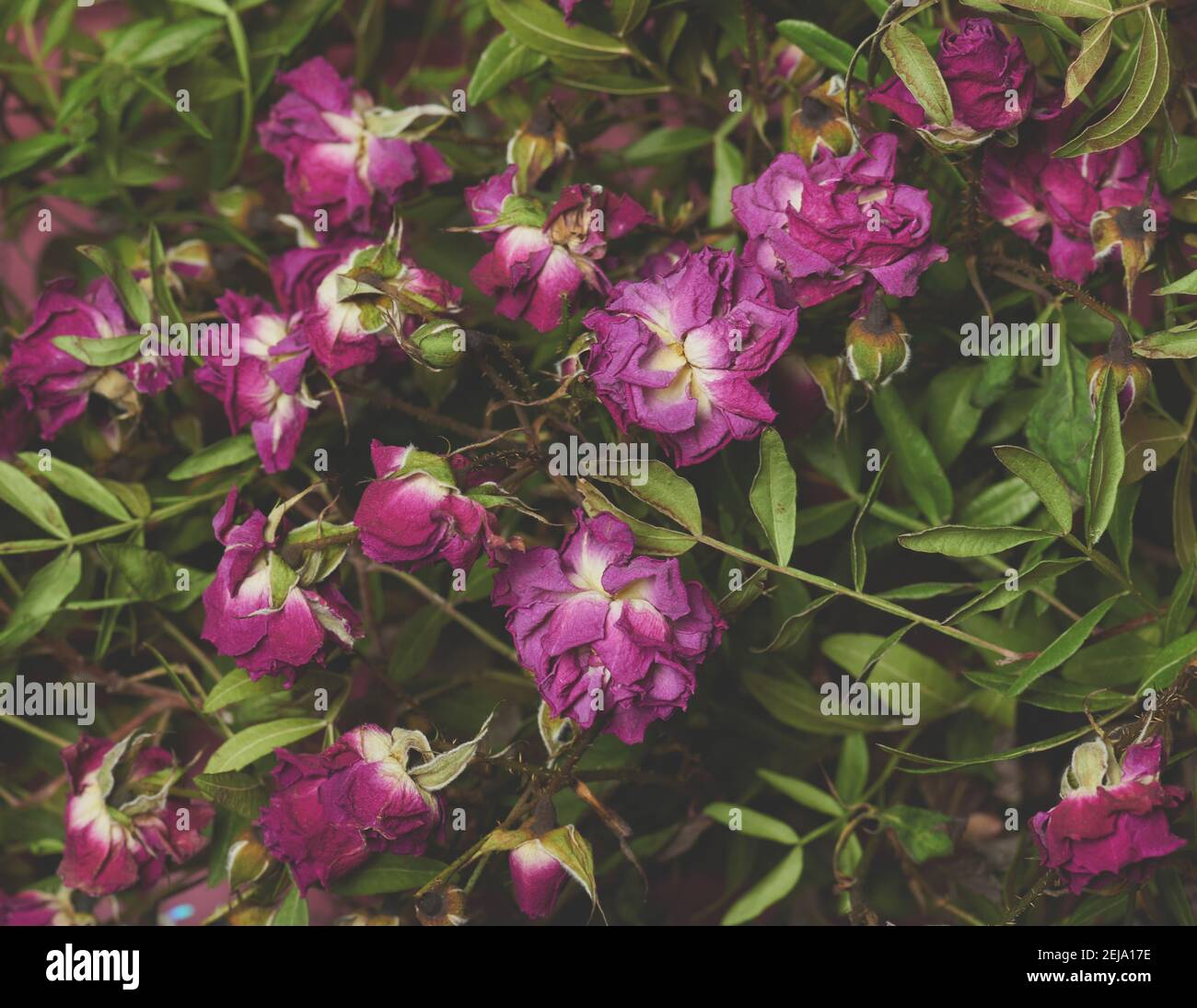 Trocken floral rosa Blume Hintergrund Makro Nahaufnahme Stockfoto