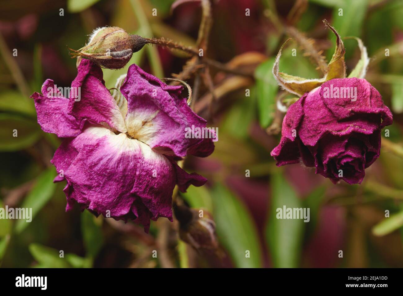 Helle trockene violette Blume auf verschwommenem grünen Pflanzenhintergrund Stockfoto