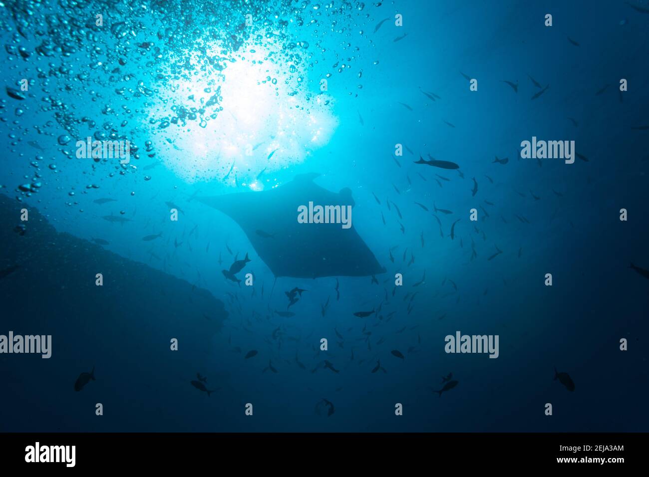Frontfoto des schönen Manta ray in der Schule von Fische im Sonnenlicht schwimmen unter Wasser Stockfoto