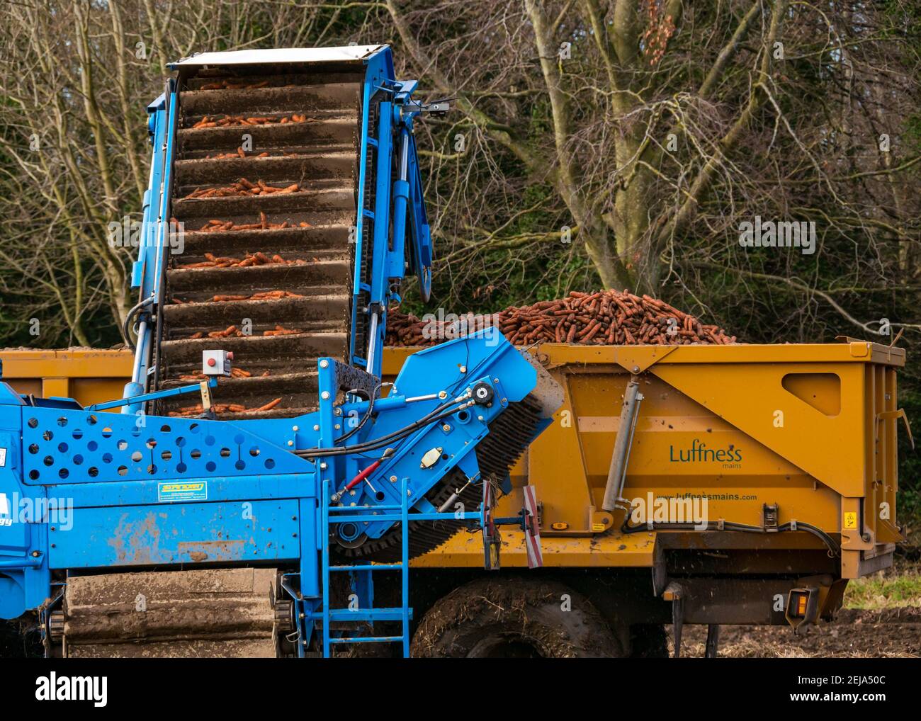 East Lothian, Schottland, Großbritannien, 22nd. Februar 2021. Karottenernte: Luffness Mains Farm erntet ein 7 Hektar großes Feld von Nairobi Karotten, gepflanzt im Mai und bedeckt mit Stroh für den Winter, bestimmt für Supermärkte wie Tesco, Sainsbury & Asda. Ein Erntemaschinen gräbt sie, transportiert sie auf Traktoranhänger, kippt in einen Sortierschuppen, um Erde und verformte zu entfernen und transportiert sie zu einem 30-Tonnen-LKW-Anhänger, der zu einer Verarbeitungsanlage in Nottingham gefahren wird; die Karotten kehren nach Schottland zurück, um sie zu verteilen Stockfoto