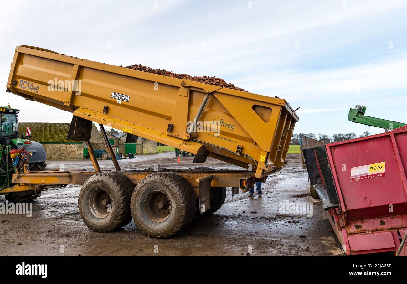 East Lothian, Schottland, Großbritannien, 22nd. Februar 2021. Karottenernte: Luffness Mains Farm erntet ein 7 Hektar großes Feld von Nairobi Karotten, gepflanzt im Mai und bedeckt mit Stroh für den Winter, bestimmt für Supermärkte wie Tesco, Sainsbury & Asda. Ein mit Karotten beladener Traktoranhänger kippt sie in einen Sortierschuppen, um Erde und verformte zu entfernen, und transportiert sie zu einem 30-Tonnen-LKW-Anhänger, der zu einer Verarbeitungsanlage in Nottingham gefahren wird; die Karotten kehren nach Schottland zurück, um sie zu verteilen Stockfoto