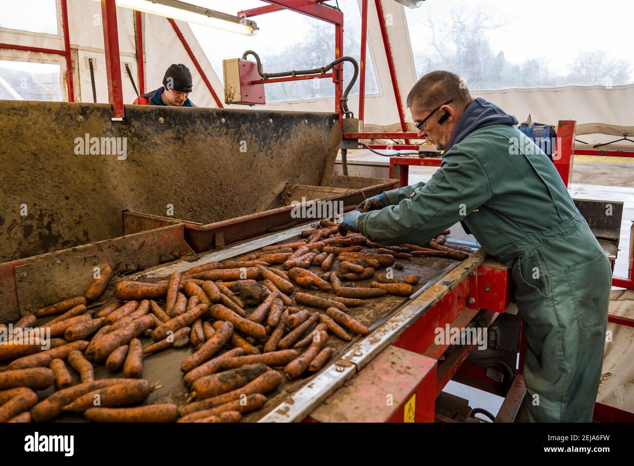 East Lothian, Schottland, Großbritannien, 22. Februar 2021. Karottenernte: Luffness Mains Farm erntet Karotten aus Nairobi. Im Sortierschuppen entfernt ein Landarbeiter Erdklumpen und verformte und zerbrochene Karotten vom Förderband Stockfoto