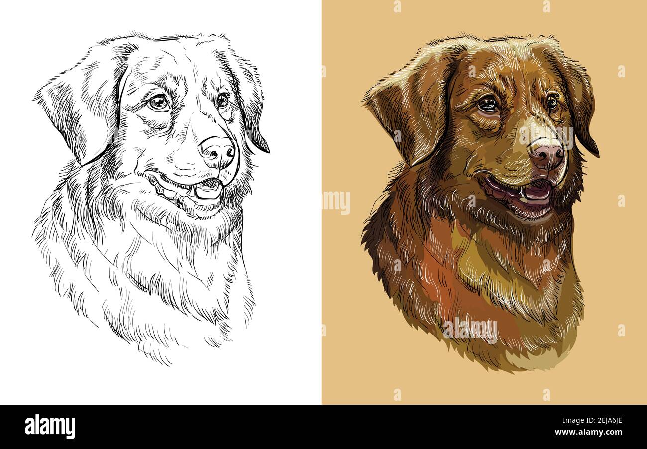 Realistischer Kopf von Nova Scotia Duck Tolling Retriever Hund. Vektor schwarz und weiß und bunt isoliert Illustration des Hundes. Für die Dekoration, Färbung b Stock Vektor