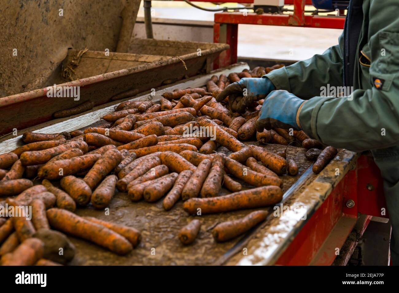 East Lothian, Schottland, Großbritannien, 22. Februar 2021. Karottenernte: Luffness Mains Farm erntet Karotten aus Nairobi. Im Sortierschuppen entfernt ein Landarbeiter Erdklumpen und verformte und zerbrochene Karotten vom Förderband Stockfoto