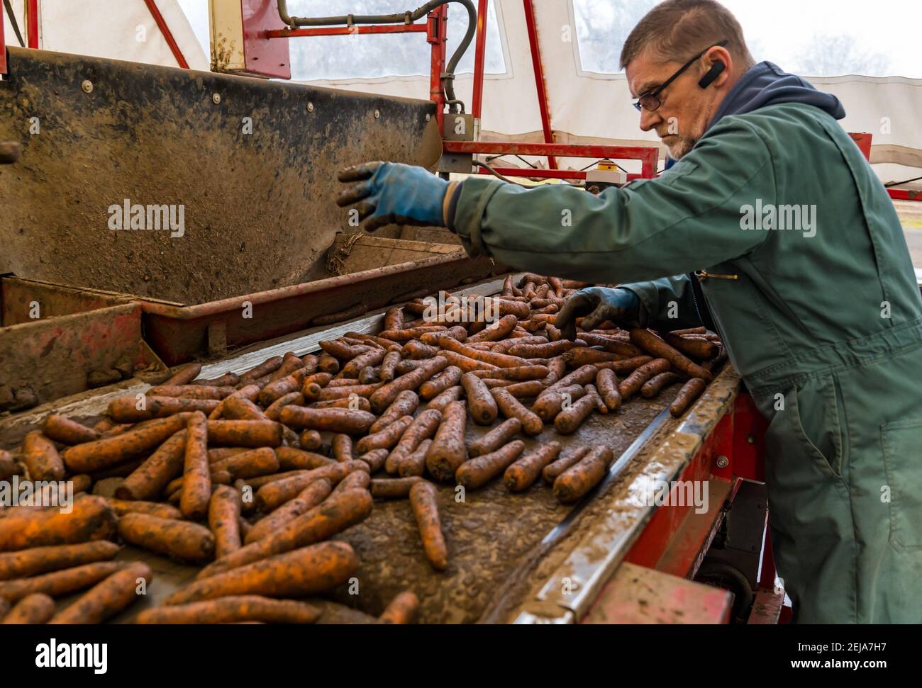 East Lothian, Schottland, Großbritannien, 22. Februar 2021. Karottenernte: Luffness Mains Farm erntet Karotten aus Nairobi. Im Sortierschuppen entfernt ein Landarbeiter Erdklumpen und verformte und zerbrochene Karotten vom Förderband Stockfoto