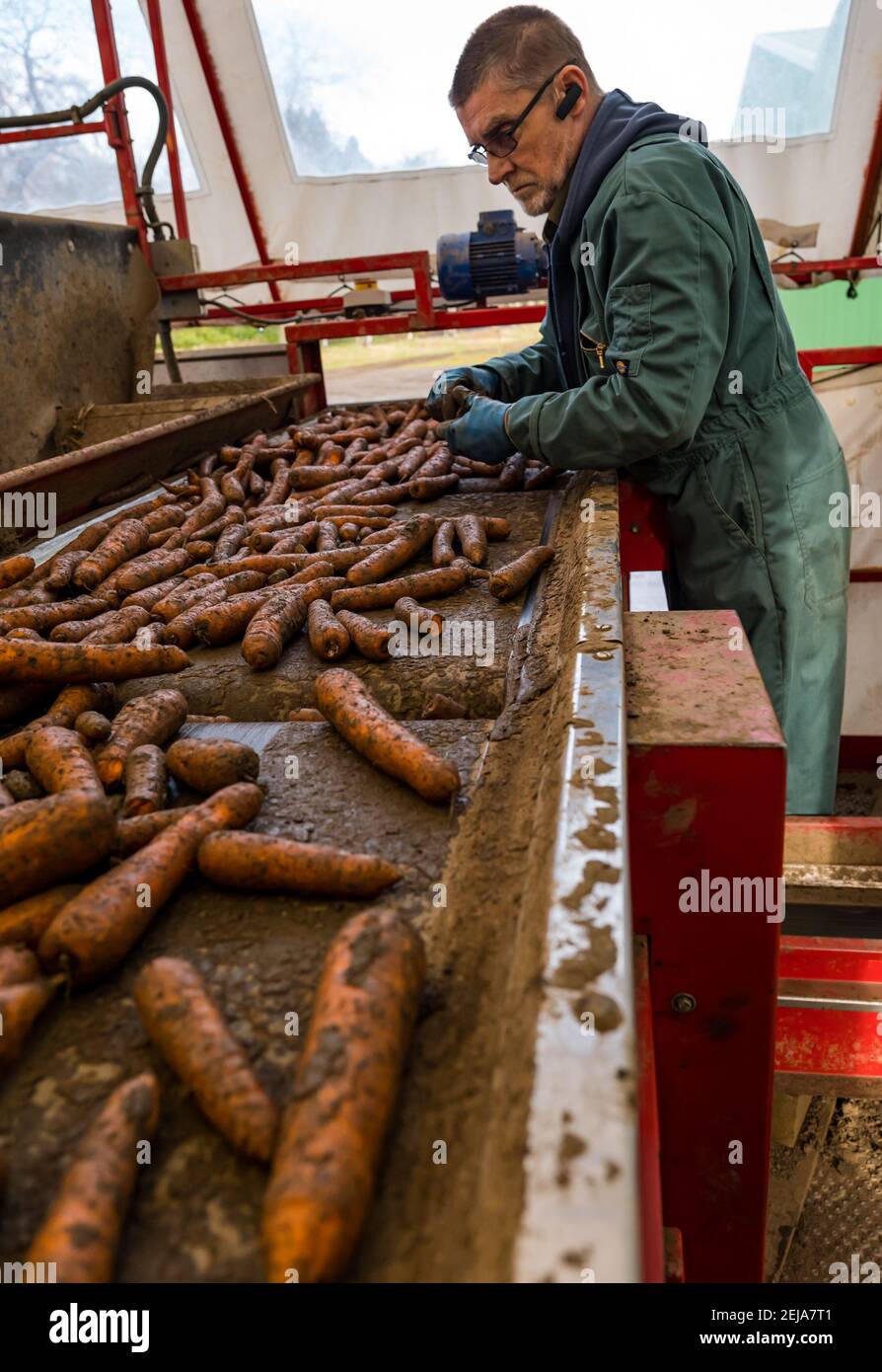 East Lothian, Schottland, Großbritannien, 22. Februar 2021. Karottenernte: Luffness Mains Farm erntet Karotten aus Nairobi. Im Sortierschuppen entfernt ein Landarbeiter Erdklumpen und verformte und zerbrochene Karotten vom Förderband Stockfoto
