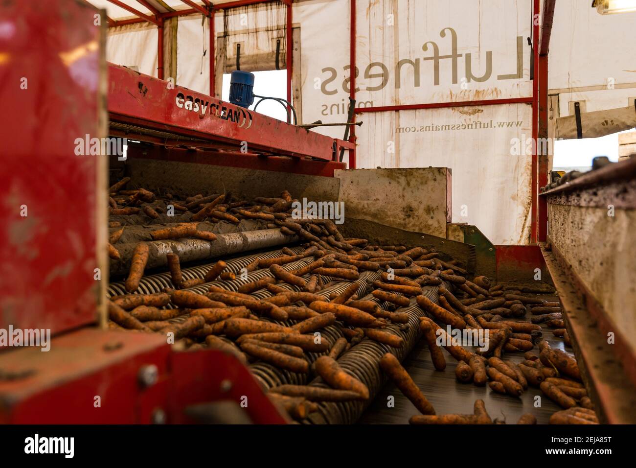 East Lothian, Schottland, Großbritannien, 22nd. Februar 2021. Karottenernte: Luffness Mains Farm erntet ein 7 Hektar großes Feld von Nairobi Karotten, gepflanzt im Mai und bedeckt mit Stroh für den Winter, bestimmt für Supermärkte wie Tesco, Sainsbury & Asda. Im Sortierschuppen werden Karotten auf einem Förderband transportiert Stockfoto