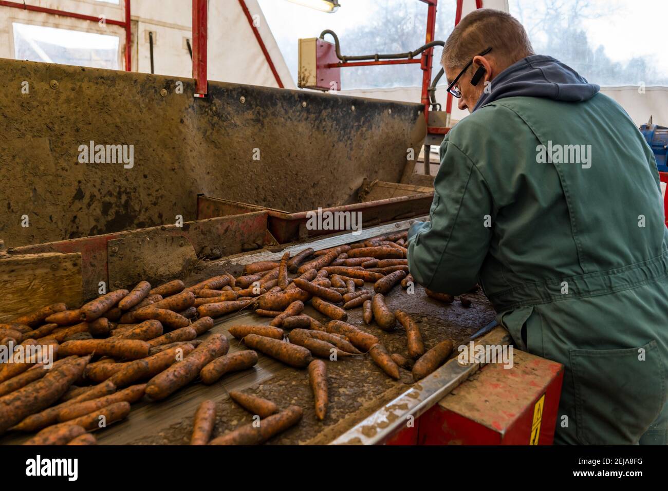 East Lothian, Schottland, Großbritannien, 22. Februar 2021. Karottenernte: Luffness Mains Farm erntet Karotten aus Nairobi. Im Sortierschuppen entfernt ein Landarbeiter Erdklumpen und verformte und zerbrochene Karotten vom Förderband Stockfoto