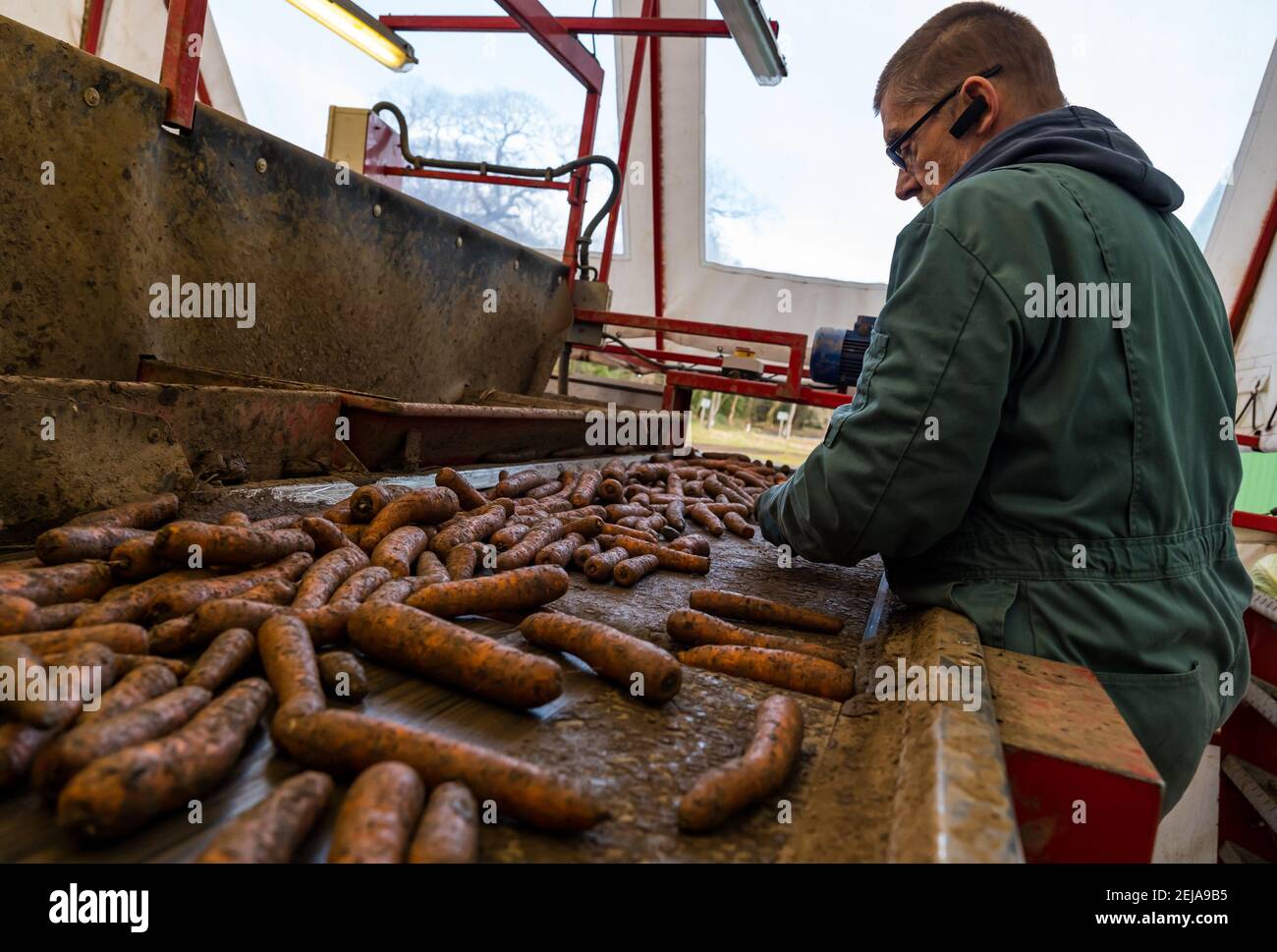 East Lothian, Schottland, Großbritannien, 22. Februar 2021. Karottenernte: Luffness Mains Farm erntet Karotten aus Nairobi. Im Sortierschuppen entfernt ein Landarbeiter Erdklumpen und verformte und zerbrochene Karotten vom Förderband Stockfoto