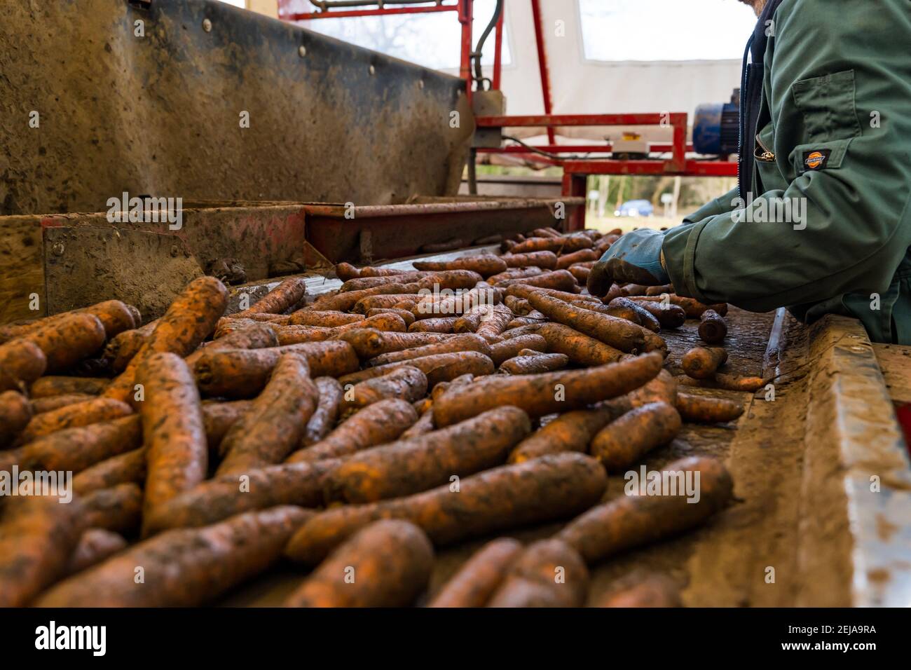 East Lothian, Schottland, Großbritannien, 22. Februar 2021. Karottenernte: Luffness Mains Farm erntet Karotten aus Nairobi. Im Sortierschuppen entfernt ein Landarbeiter Erdklumpen und verformte und zerbrochene Karotten vom Förderband Stockfoto