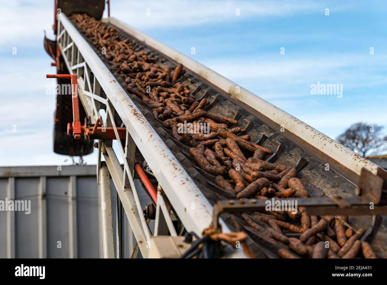 East Lothian, Schottland, Großbritannien, 22nd. Februar 2021. Karottenernte: Luffness Mains Farm erntet ein 7 Hektar großes Feld von Nairobi Karotten, gepflanzt im Mai und bedeckt mit Stroh für den Winter, bestimmt für Supermärkte wie Tesco, Sainsbury & Asda. Ein Erntemaschinen gräbt sie, transportiert sie auf Traktoranhänger, kippt in einen Sortierschuppen, um Erde und verformte zu entfernen und transportiert sie zu einem 30-Tonnen-LKW-Anhänger, der zu einer Verarbeitungsanlage in Nottingham gefahren wird; die Karotten kehren nach Schottland zurück, um sie zu verteilen Stockfoto