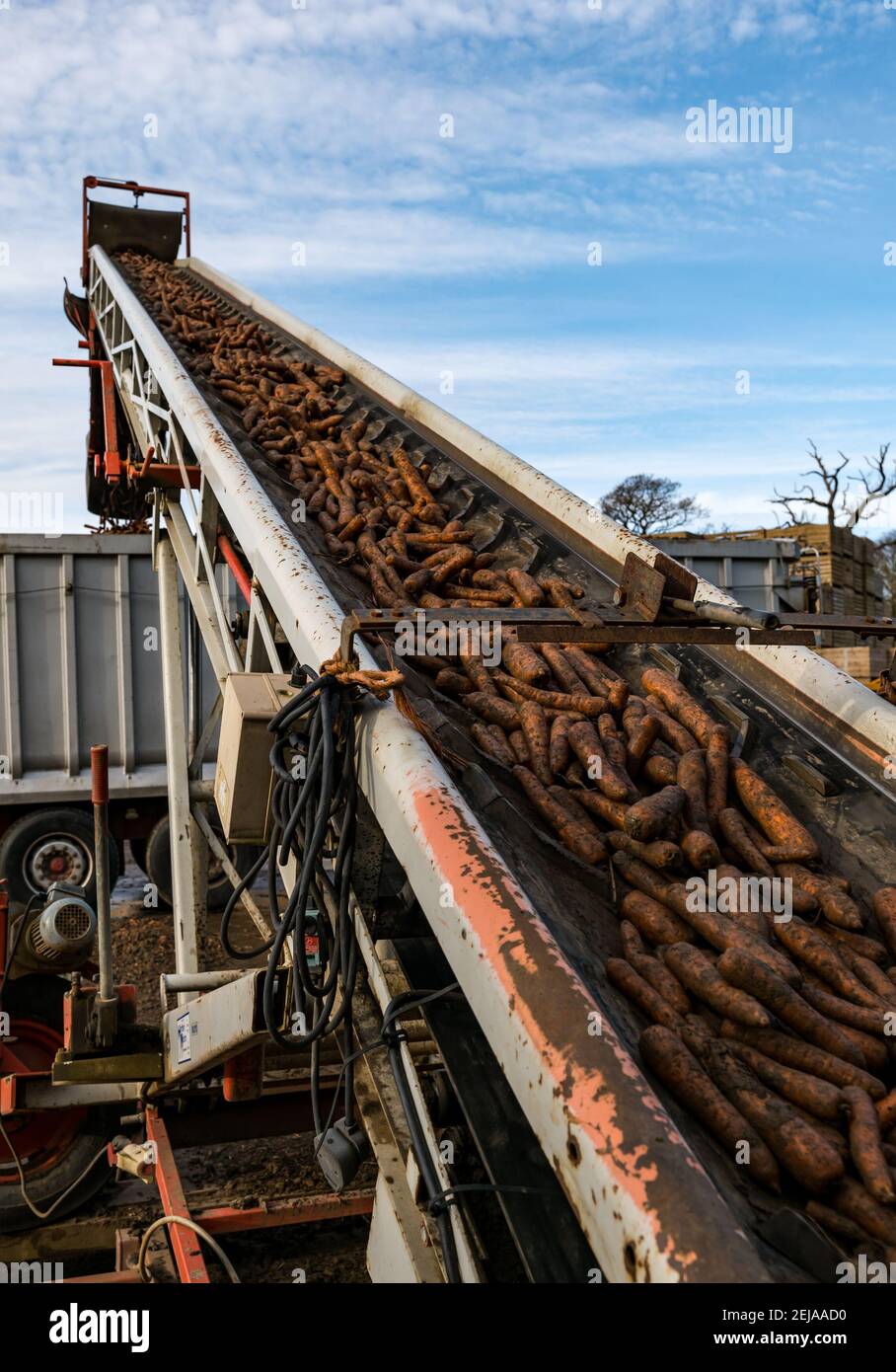 East Lothian, Schottland, Großbritannien, 22nd. Februar 2021. Karottenernte: Luffness Mains Farm erntet ein 7 Hektar großes Feld von Nairobi Karotten, gepflanzt im Mai und bedeckt mit Stroh für den Winter, bestimmt für Supermärkte wie Tesco, Sainsbury & Asda. Ein Erntemaschinen gräbt sie, transportiert sie auf Traktoranhänger, kippt in einen Sortierschuppen, um Erde und verformte zu entfernen und transportiert sie zu einem 30-Tonnen-LKW-Anhänger, der zu einer Verarbeitungsanlage in Nottingham gefahren wird; die Karotten kehren nach Schottland zurück, um sie zu verteilen Stockfoto