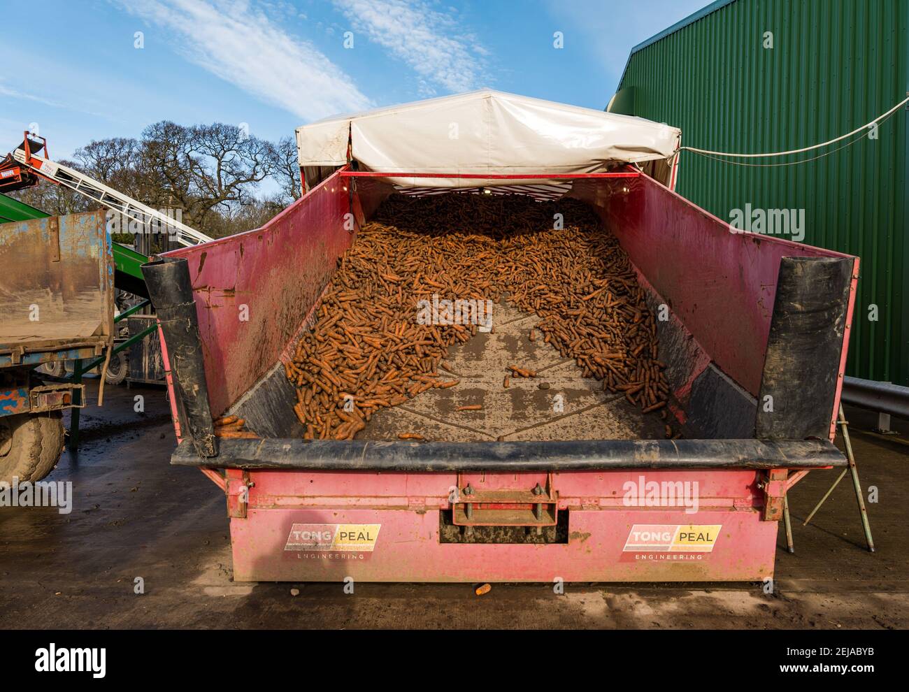 East Lothian, Schottland, Großbritannien, 22nd. Februar 2021. Karottenernte: Luffness Mains Farm erntet ein 7 Hektar großes Feld von Nairobi Karotten, gepflanzt im Mai und bedeckt mit Stroh für den Winter, bestimmt für Supermärkte wie Tesco, Sainsbury & Asda. Ein Erntemaschinen gräbt sie, transportiert sie auf Traktoranhänger, kippt in einen Sortierschuppen, um Erde und verformte zu entfernen und transportiert sie zu einem 30-Tonnen-LKW-Anhänger, der zu einer Verarbeitungsanlage in Nottingham gefahren wird; die Karotten kehren nach Schottland zurück, um sie zu verteilen Stockfoto