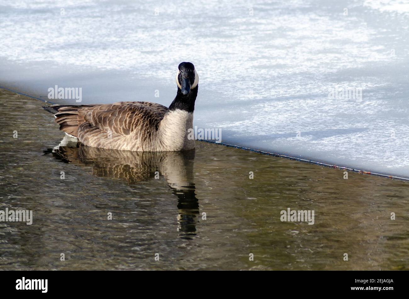 Kanada Gans Schwimmen am Rande eines Baches, dass Fließt in einen gefrorenen See Stockfoto