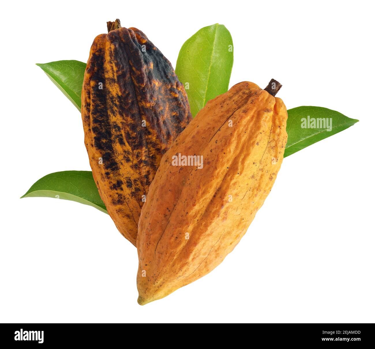 Kakao- oder Cacao-Früchte isoliert auf weißem Grund Stockfoto