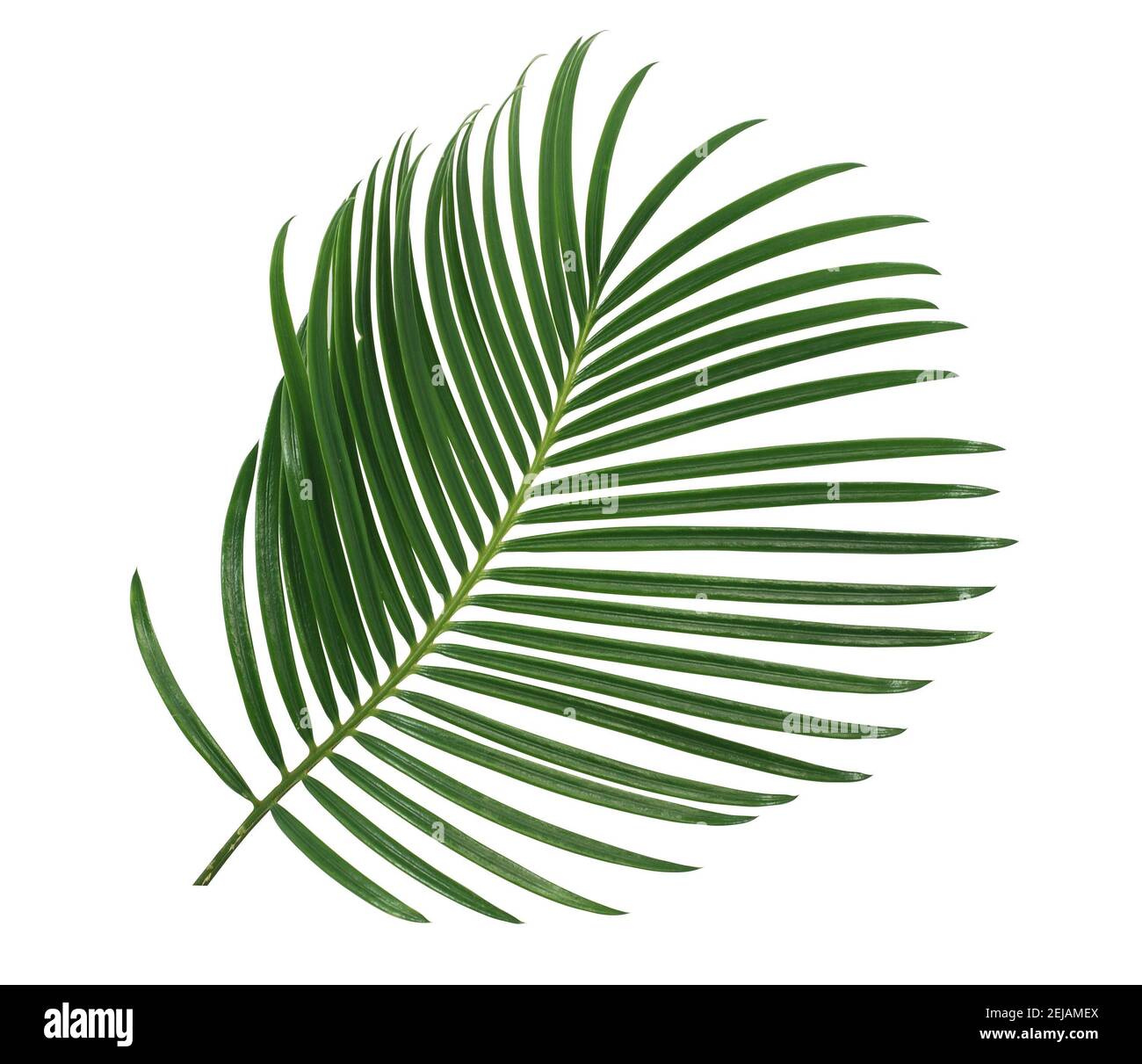Grünes Palmenblatt isoliert auf weißem Hintergrund Stockfoto