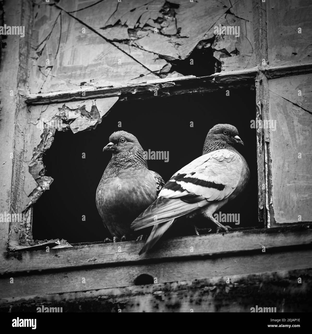 Zwei Tauben sitzen zusammen in einem zerbrochenen Fenster. Tiere in der Stadt. Stockfoto