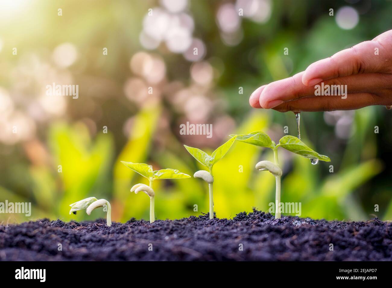 Pflanzen auf dem Boden Pflanzen und Gießhände einschließlich der Darstellung der Phase des Pflanzenwachstums, Pflanzen Ideen und Investitionen für Landwirte. Stockfoto