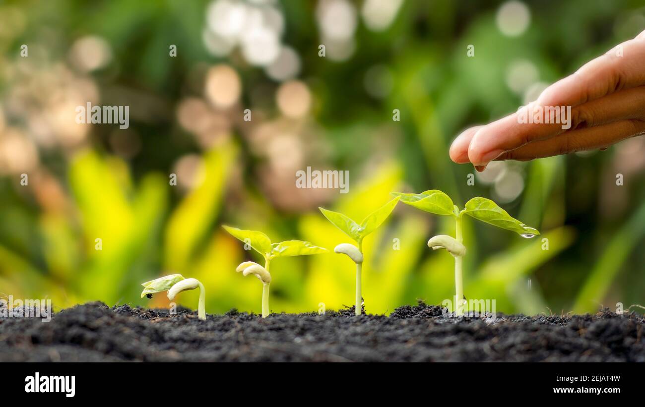 Anbau von Pflanzen auf fruchtbarem Boden und Bewässerung von Pflanzen, einschließlich der Darstellung von Stadien des Pflanzenwachstums, Anzuchtkonzepte. Stockfoto