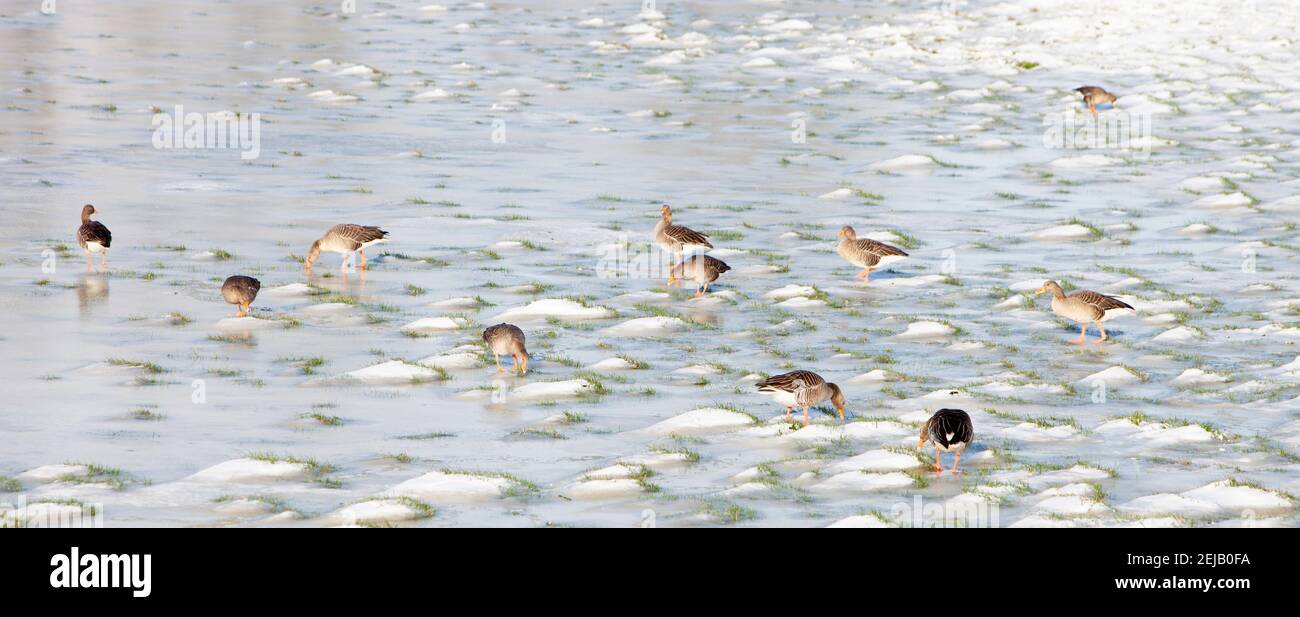 Graugänse im Schnee und Eis auf Flutflugzeugen des Flusses rhein in holland Stockfoto
